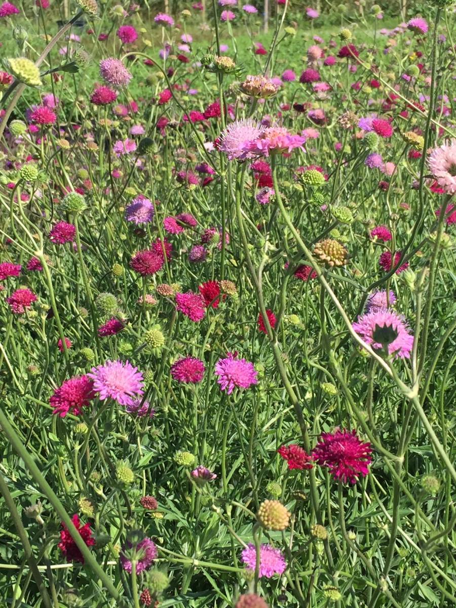 pepinieresrouy.knautia