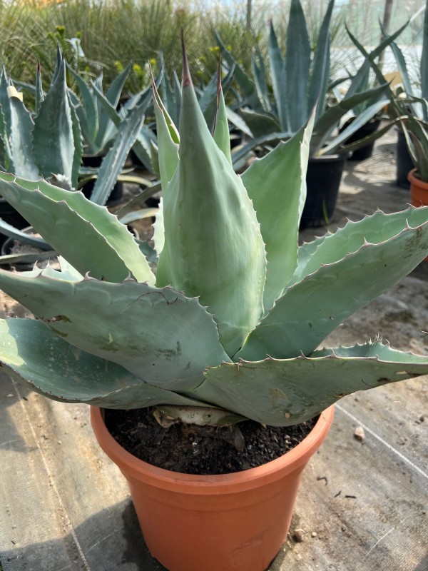 Achat d’agaves pour un jardin sans eau près d’Arles et de Saint Rémy de Provence 