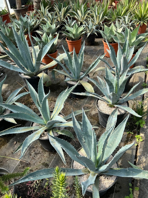 Achat d’agaves pour un jardin sans eau près d’Arles et de Saint Rémy de Provence 