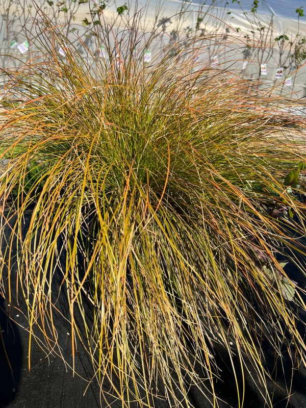 acheter des petites graminées sans entretien près D’Avignon à côté de saint remy de Provence