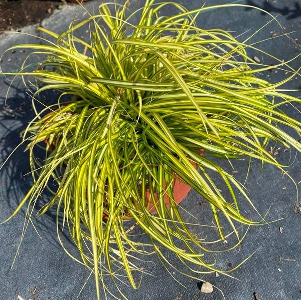 carex oshimensis 'Evergold'
