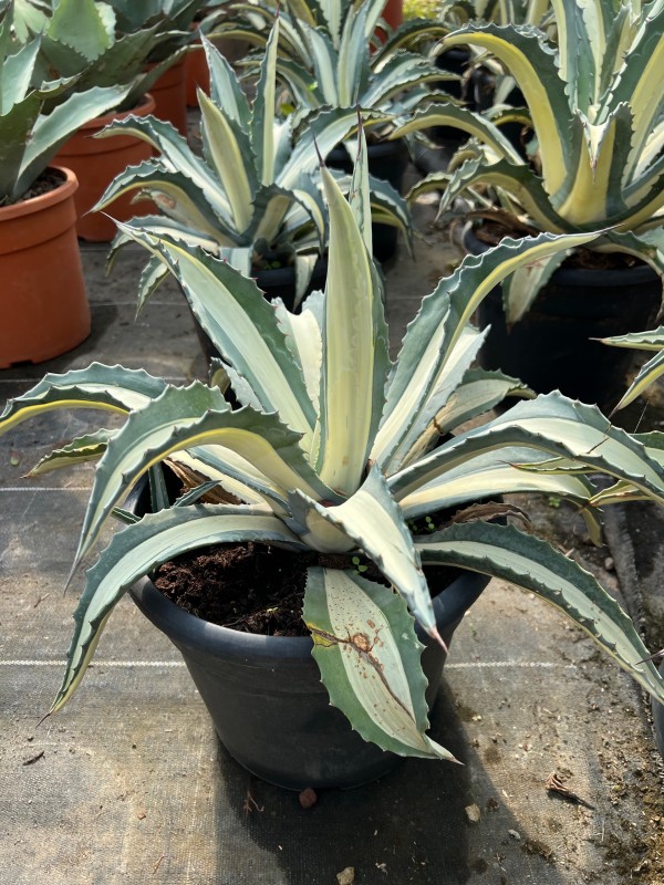 Achat d’agaves pour un jardin sans eau près d’Arles et de Saint Rémy de Provence 