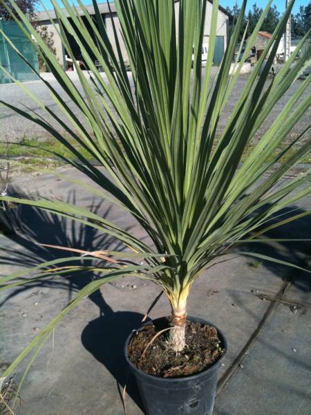 cordylineaustralispepinieresrouy