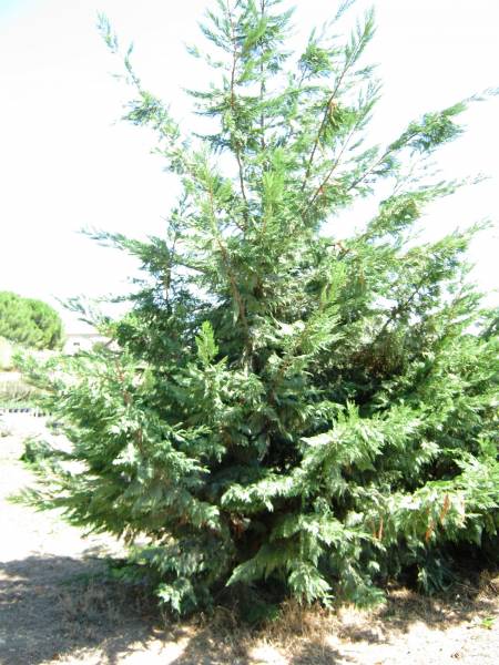 cypres-de-leyland-taille-adulte
