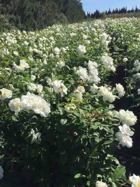 achat de rosiers iceberg pour mettre sur dans des massifs vers  St Rémy de Provence près de Arles