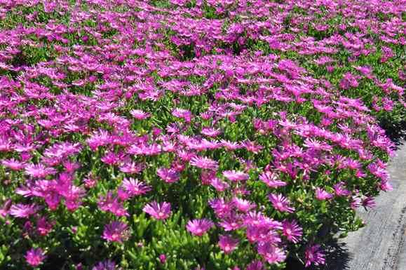 Devenir ville fleurie grâce à des massifs toujours colorés et de saison
