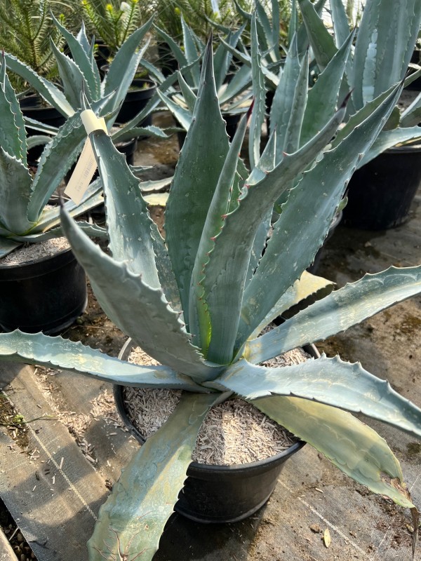 Achat d’agaves pour un jardin sans eau près d’Arles et de Saint Rémy de Provence 