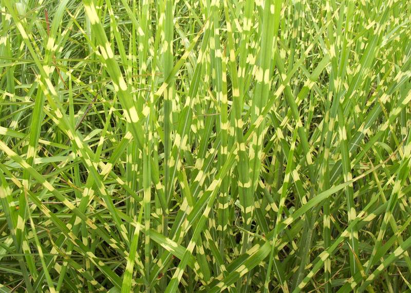 miscanthus sinensis 'Zebrinus'
