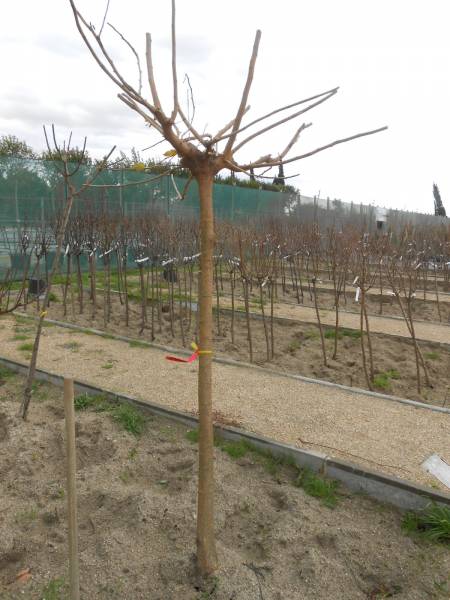 murierspepinieresrouy