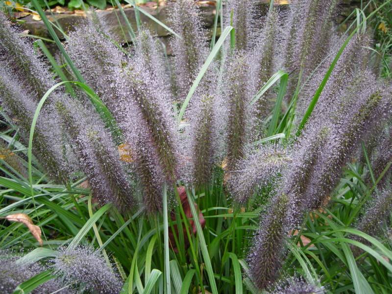 pennisetum alopecuroides 'Moudry'