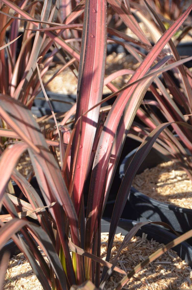 phormium tenax 'Pink Stripe'