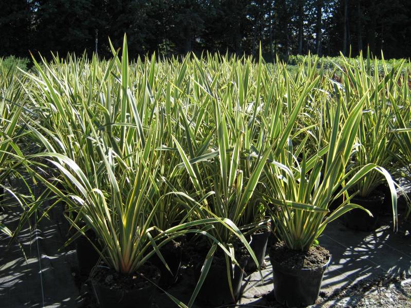 phormium tenax 'Variegatum' pepinieres rouy