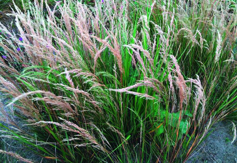 vente-stipa-calamagrostis-saint-remy